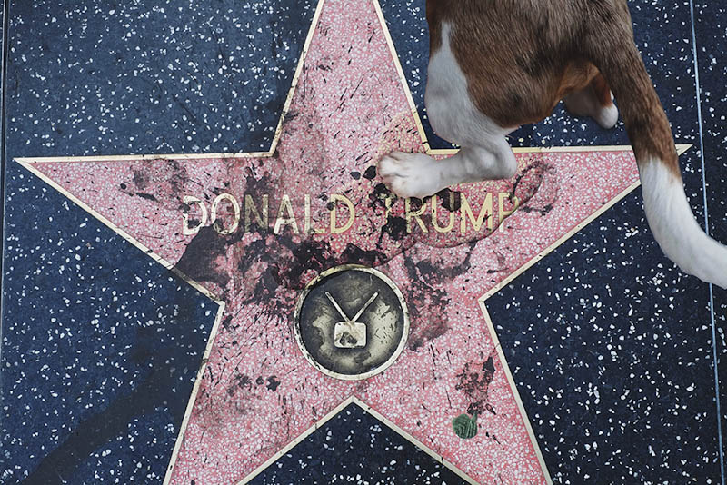 نام: donald trump walk of same star.jpg نمایش: 2857 اندازه: 209.1 کیلو بایت