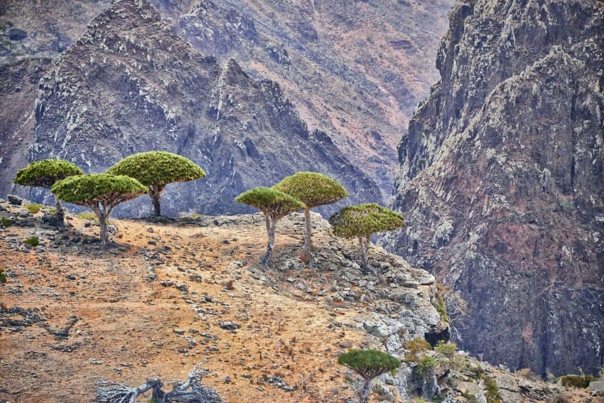 نام: Dragons_Blood_Trees_Socotra_Island_124556322741-850x567.jpg نمایش: 1365 اندازه: 143.3 کیلو بایت