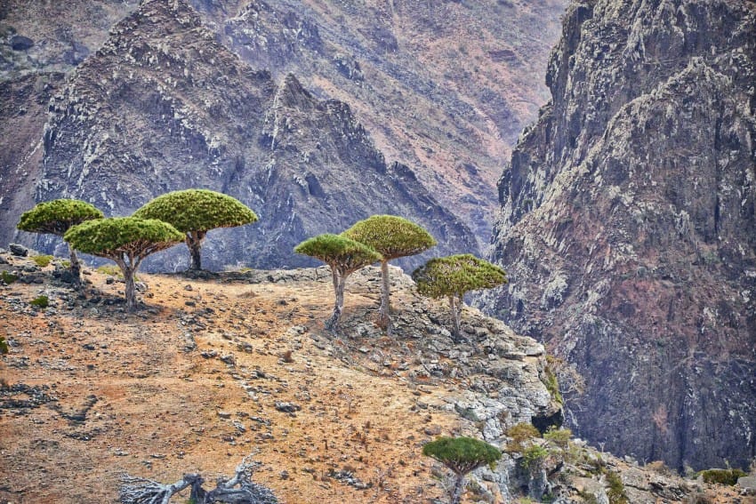 نام: Dragons_Blood_Trees_Socotra_Island_124556322741-850x567.jpg نمایش: 1435 اندازه: 143.3 کیلو بایت