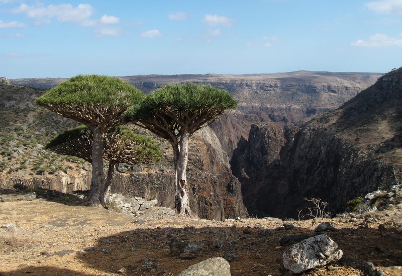 نام: Socotra_day_10 (1).jpg نمایش: 1362 اندازه: 135.9 کیلو بایت